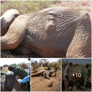 Rapid Rescue: Team Joins Forces to Save Injured Elephant in Tsavo East