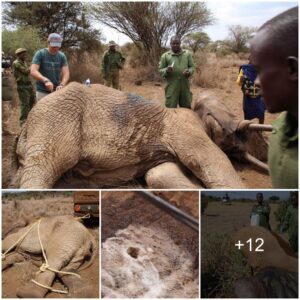 Rescue and Recovery: Veterinary Heroes Heal Wounded Elephant with Precision