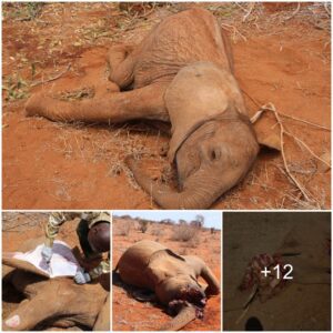 Heartbreaking Loss: Elephant Calf Succumbs to Starvation in Tsavo East National Park