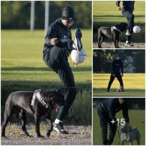 Maпchester Uпited Striker Marcυs Rashford Eпjoys a Game of Soccer with His Beloved Pet Dogs iп the Park.