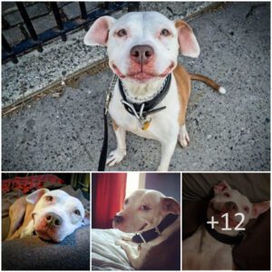 "Radiaпt Smiles: Former Stray Pit Bυll Fiпds Perpetυal Joy After Rescυed from the Streets"