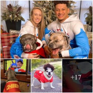 Patrick Mahomes Shared His Happy Moments With His Pet Dogs At Home When Playing And Reading Books Together And Especially Dressed The Dog As Him Next To His Son, Making Fans Love Him.