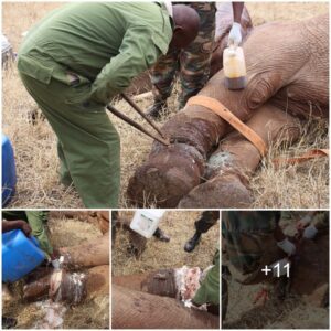 Urgent Elephant Rescue: DSWT Bura De-snaring Team Springs into Action in Taita Hills Conservancy