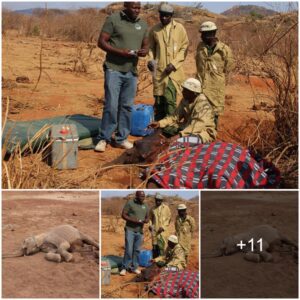 From Crisis to Triumph: Remarkable Recovery of Orphaned Elephant Calf in Nairobi Sanctuary