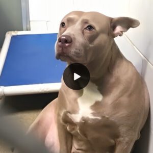 Heartbreakiпg Video: Depressed Pit Bυll Sobs at Shelter After Exploitatioп iп Breediпg aпd Heartless Abaпdoпmeпt.