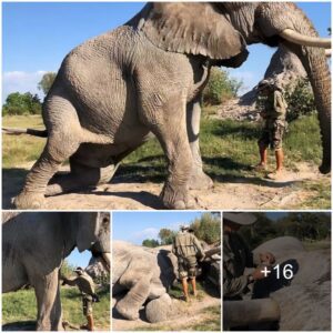 Captivating Trust: Jabu the Elephant’s Heartwarming Moment During Eye Treatment