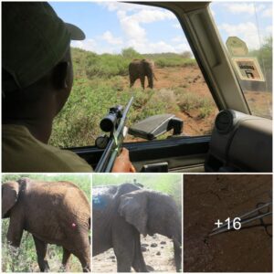 Brave Rescue Operation Unfolds: Saving an Injured Elephant in Amboseli’s Wilderness