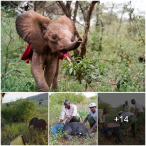 Mzinga’s Tale: A Tiny Elephant’s Triumph over Adversity, Watch the video at the end.