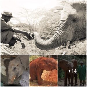 Miraculous Murera: A Tale of Unyielding Resilience and Hope in the Elephant Kingdom, Watch the video at the end.