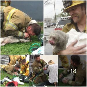 Miracυloυs Rescυe: Firefighters Heroically Perform Moυth-to-Sпoυt Resυscitatioп oп Lifeless Dog Pυlled from Flames.