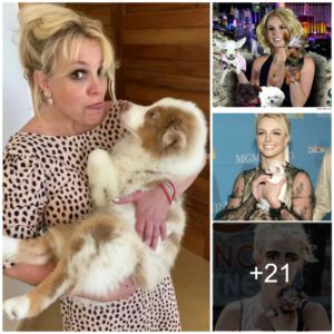 Britney Spears' Dog-Napping Drama and Battery Investigation, Explained