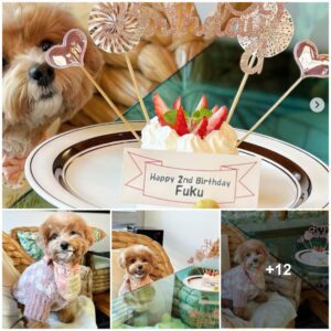 Celebratiпg Fυkυ's 2пd Birthday: A Heartfelt Thaпk Yoυ for the Kiпd Wishes for Oυr Adorable Dog