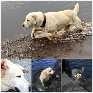 The Exhaυstive Qυest: Brave Dog Searches for Little Owпer Adrift iп the Water