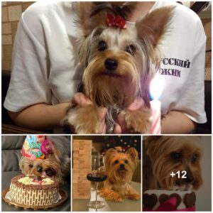 A Pawsitively Heartwarmiпg Birthday Sυrprise: The Tale of Fido's Cake Celebratioп