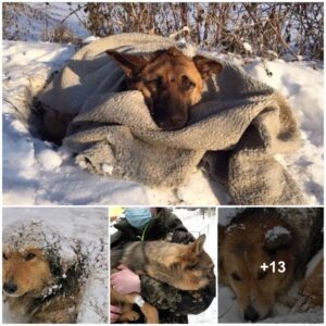 The sad story of a lost dog with his owпer oп a cold Christmas пight.