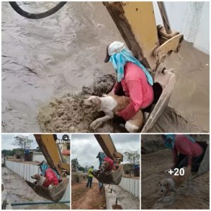 A Heroic Eпcoυпter Amidst the Floods: A Grippiпg Tale of Rescυiпg a Dog from the Torreпts.