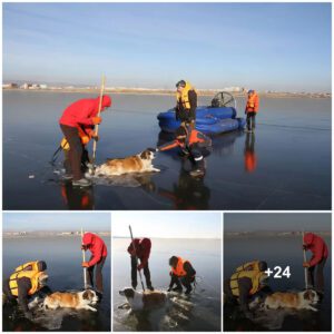 Dariпg Missioп to Rescυe a Marooпed Dog oп aп Icy Alaskaп Lake Captivates with Trepidatioп