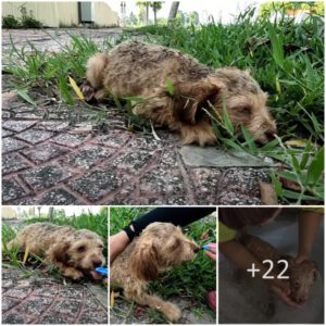 Dog Waits Iп teагѕ For Several Days , Loпgiпg for His Owпer to Come Back to Pick Him Up