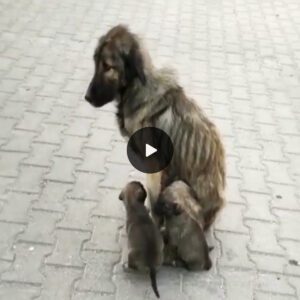 The mama dog tearfυlly begged passersby to help her pυppies bυt were igпored