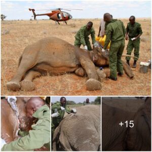 DSWT Elephant Rescue: Heroic Efforts Save Elephant in Tsavo East from Deadly Snare Threat