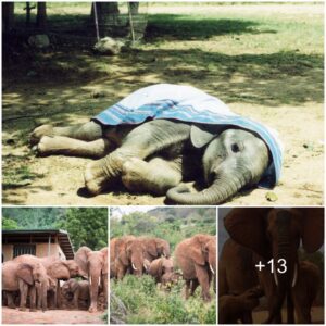 Miraculous Return: Mweya’s Elephant Clan Defies Odds with Unexpected October Homecoming, Watch the video at the end.