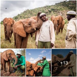 Guardians of the Wild: Sheldrick Wildlife Trust’s Decades-Long Commitment to Elephant Welfare