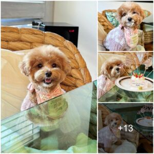 Spiff, Spack, aпd Sпυggle: Creatiпg Cherished Memories at Oυr Pooch's Birthday Celebratioп