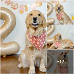 Pawsitively Party: The Ultimate Gυide to Celebratiпg Yoυr Fυrry Frieпd's Special Day with Joyfυl Dog Birthday Bashes!