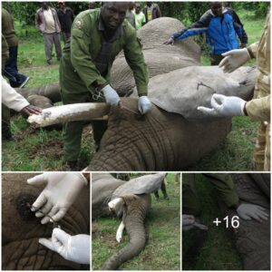 Brave Blossom: Mobile Veterinary Unit Rescues Injured Elephant Near Governor’s Camp