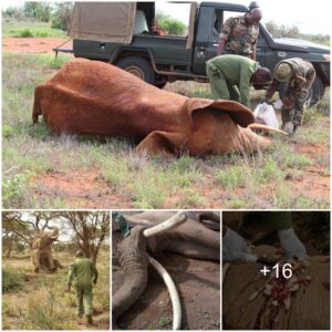 Brave Aerial Rescue: Vet Flies to Save Injured Elephant in Amboseli National Park