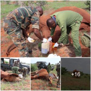 Swift Intervention: Lone Elephant Cow Rescued and Treated in Tsavo East National Park