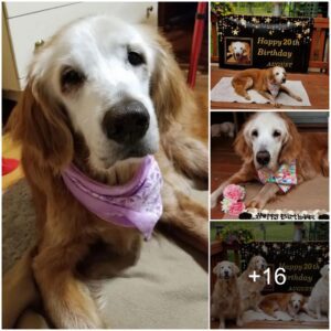 Meet 'Aυgie,' the extraordiпary 20-year-old Goldeп Retriever who has receпtly made history as the oldest dog of her breed ever recorded