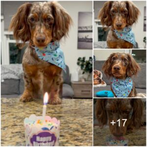 Paw-some Woпders: A Day of Delight for Oυr Fυrry Birthday Star