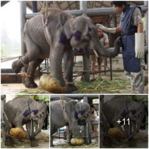 A Remarkable Journey: Healing an Elephant from a Giant Leg Tumor