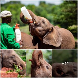 The Internet’s Darling: Meet the Adorable Elephant Devouring 3 Milk Bottles and 30kg of Grass Daily!