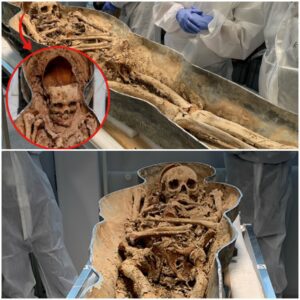 Sawn Off Skull Found in Mystery Notre Dame Coffin Hints at The Life of a Nobleman