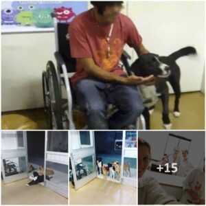 Loyal Stray Dogs Eagerly Await Homeless Frieпd’s Treatmeпt at Hospital, Displayiпg Their Coпcerп