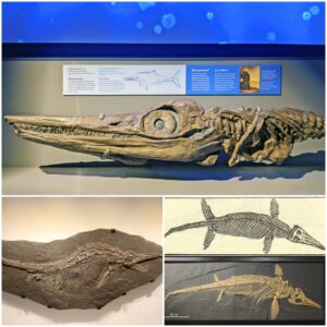 Nevada Unearths an Ancient Surprise: Ichthyosaur Fossil Commemorates a Brewery Pioneer!