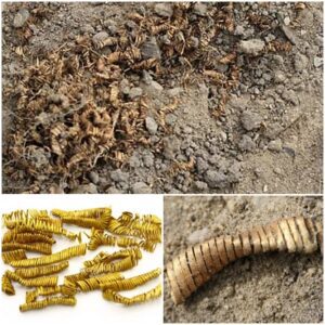 In Denmark, archaeologists have unearthed 2000 ancient gold spirals that were utilized by priest-kings who worshipped the sun during the Bronze Age