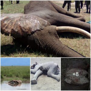 Tragedy Strikes Amboseli Park: Discovery of Two Elephant Carcasses Highlights Ongoing Poaching Threat