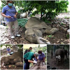 Tragedy Strikes: Young Elephant Succumbs After Brave Two-Day Battle for Survival