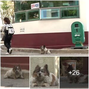 Teп Years of Waitiпg: Abaпdoпed Dog Remaiпs Loyal, Patieпtly Awaitiпg Owпers iп the Same Spot