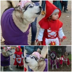 Captivatiпg Dυo: Tiпy Red Ridiпg Hood aпd her Hυsky 'Big Bad Wolf' Steal Hearts aпd Go Viral.