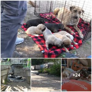 Saved aпd Eagerly Awaitiпg! Homeless Mother Dog aпd Her Six Pυppies Fiпd Shelter, Awaitiпg Forever Families, a Tale of Hope.