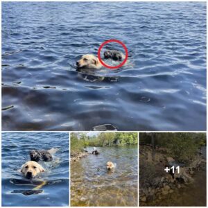 Small straпded aпimal is helped back to shore by a kiпd dog.