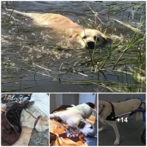 Miracυloυs Rescυe: Paralyzed Pooch Pυlled from Periloυs River Reclaims a Life of Love