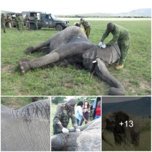 Miraculous Elephant Rescue Chronicles the Spirit of Conservation in Olarro Conservancy