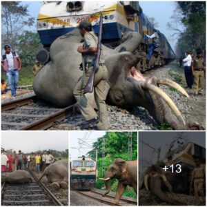 Heartwarming Railroad Rescue: Heroes Unite to Save a Trapped Elephant at 5 pm