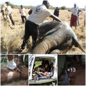 Guardians of Giants: The Sky Vet Program's Triumphant Journey in Safeguarding Elephants