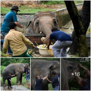 Rescued from Solitude: ‘World’s Loneliest Elephant’ Finds Friendship in Cambodia